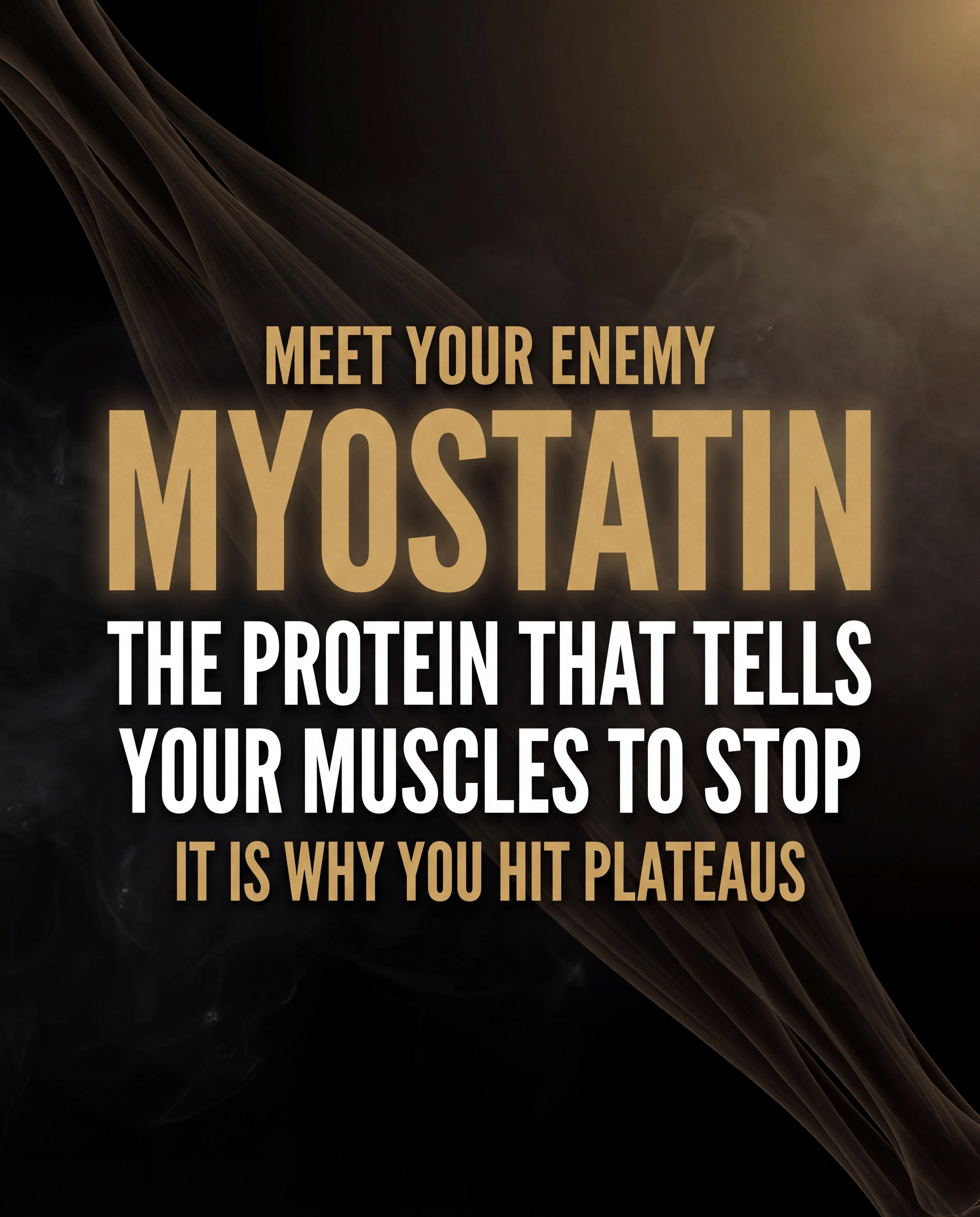 Myostatin Inhibitor Muscle Builder - MYO-11 - Image 8
