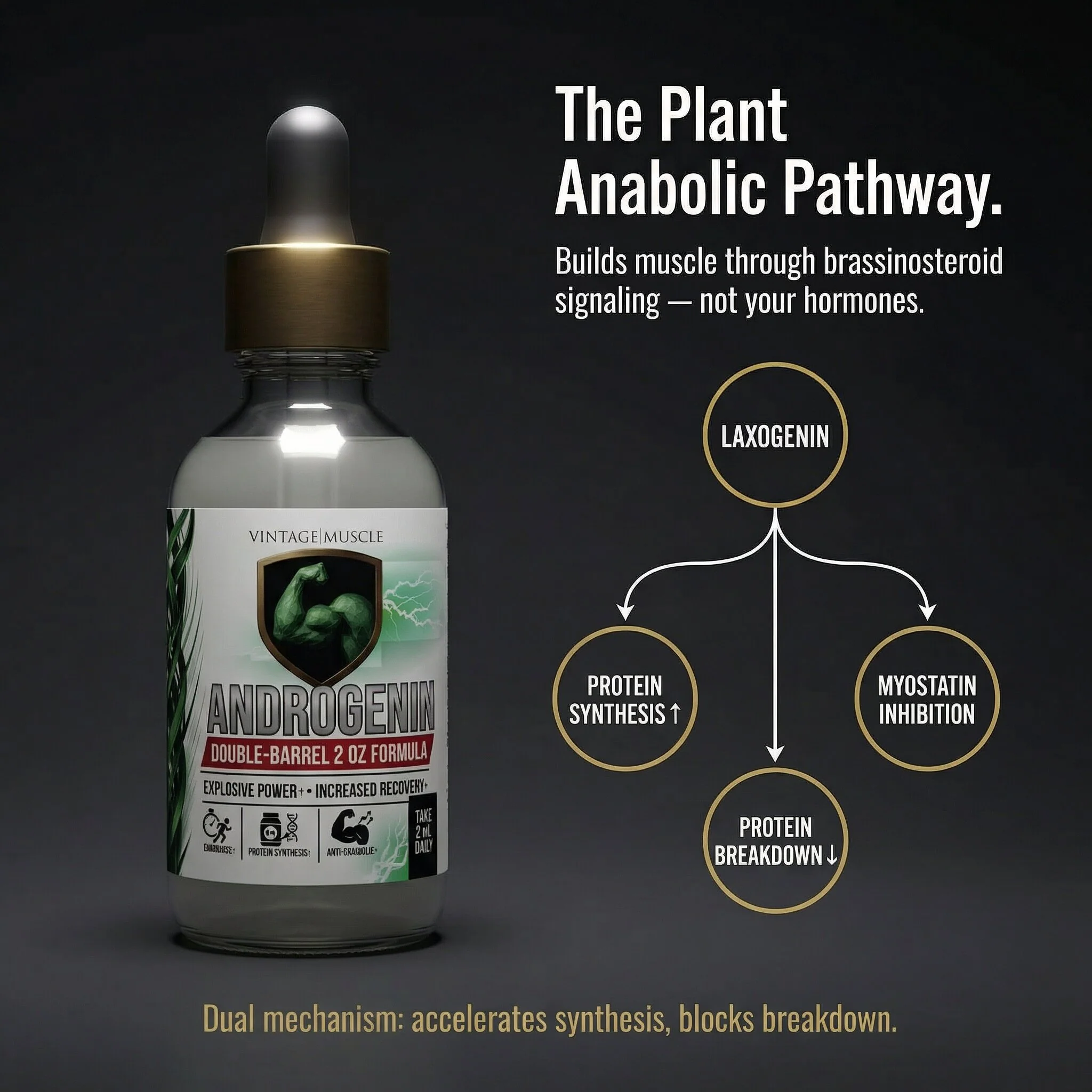 Plant Anabolic Activator, Protein Synthesis Accelerator - Androgenin™ - Image 2